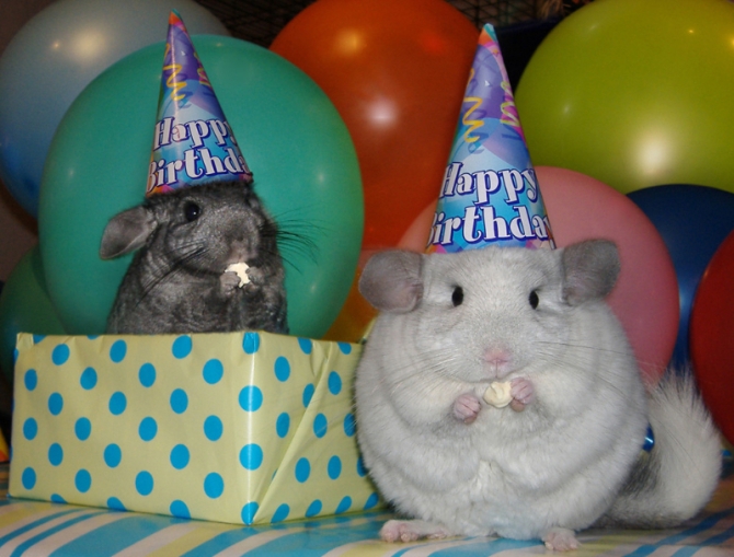Ain't no party like a Blog Bash party 'cause a Blog Bash party has adorable rodents in hats. 